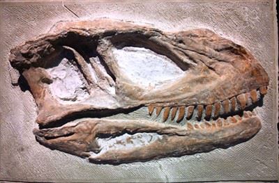 A New Dinosaur Fossil Has Been Discovered in Zigong City