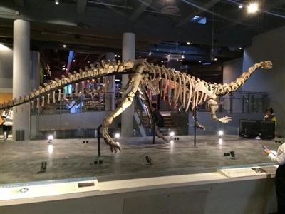 Lufengosaurus Skelton