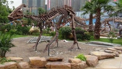 Parasaurolophus Skelton