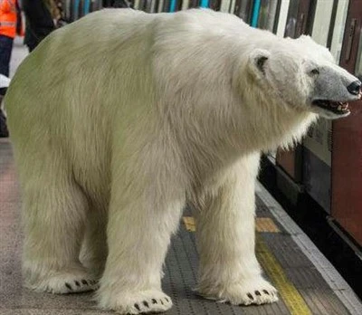 Simulation Bear