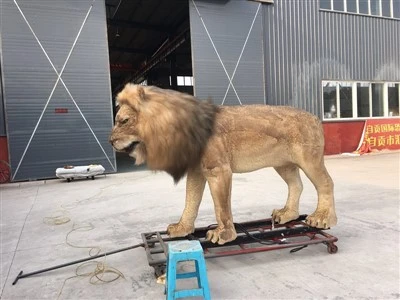 Simulation Lion